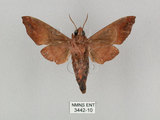 中文名:姬缺角天蛾(3442-10)學名:Acosmeryx anceus subdentata Rothschild & Jordan, 1903(3442-10)