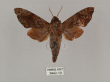 中文名:姬缺角天蛾(3442-10)學名:Acosmeryx anceus subdentata Rothschild & Jordan, 1903(3442-10)