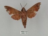 中文名:姬缺角天蛾(3442-133)學名:Acosmeryx anceus subdentata Rothschild & Jordan, 1903(3442-133)