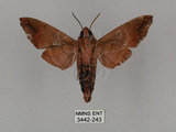 中文名:姬缺角天蛾(3442-243)學名:Acosmeryx anceus subdentata Rothschild & Jordan, 1903(3442-243)