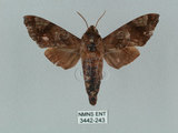 中文名:姬缺角天蛾(3442-243)學名:Acosmeryx anceus subdentata Rothschild & Jordan, 1903(3442-243)