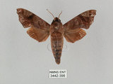 中文名:姬缺角天蛾(3442-398)學名:Acosmeryx anceus subdentata Rothschild & Jordan, 1903(3442-398)