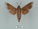 中文名:姬缺角天蛾(3442-94)學名:Acosmeryx anceus subdentata Rothschild & Jordan, 1903(3442-94)
