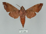 中文名:姬缺角天蛾(67-285)學名:Acosmeryx anceus subdentata Rothschild & Jordan, 1903(67-285)