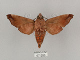 中文名:姬缺角天蛾(67-286)學名:Acosmeryx anceus subdentata Rothschild & Jordan, 1903(67-286)