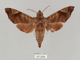 中文名:姬缺角天蛾(67-294)學名:Acosmeryx anceus subdentata Rothschild & Jordan, 1903(67-294)