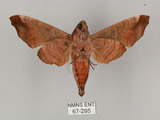 中文名:姬缺角天蛾(67-295)學名:Acosmeryx anceus subdentata Rothschild & Jordan, 1903(67-295)