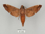中文名:姬缺角天蛾(67-303)學名:Acosmeryx anceus subdentata Rothschild & Jordan, 1903(67-303)