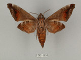 中文名:缺角天蛾(1282-1634)學名:Acosmeryx castanea Rothschild & Jordan, 1903(1282-1634)中文別名:半緣缺角天蛾