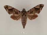 中文名:缺角天蛾(1282-27878)學名:Acosmeryx castanea Rothschild & Jordan, 1903(1282-27878)中文別名:半緣缺角天蛾