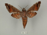 中文名:缺角天蛾(1282-794)學名:Acosmeryx castanea Rothschild & Jordan, 1903(1282-794)中文別名:半緣缺角天蛾