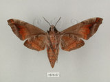 中文名:缺角天蛾(1575-57)學名:Acosmeryx castanea Rothschild & Jordan, 1903(1575-57)中文別名:半緣缺角天蛾