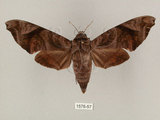 中文名:缺角天蛾(1575-57)學名:Acosmeryx castanea Rothschild & Jordan, 1903(1575-57)中文別名:半緣缺角天蛾