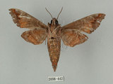中文名:缺角天蛾(2098-442)學名:Acosmeryx castanea Rothschild & Jordan, 1903(2098-442)中文別名:半緣缺角天蛾