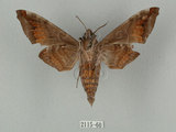 中文名:缺角天蛾(2115-60)學名:Acosmeryx castanea Rothschild & Jordan, 1903(2115-60)中文別名:半緣缺角天蛾