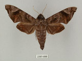 中文名:缺角天蛾(2397-898)學名:Acosmeryx castanea Rothschild & Jordan, 1903(2397-898)中文別名:半緣缺角天蛾