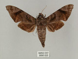 中文名:缺角天蛾(3686-525)學名:Acosmeryx castanea Rothschild & Jordan, 1903(3686-525)中文別名:半緣缺角天蛾