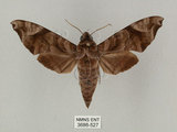 中文名:缺角天蛾(3686-527)學名:Acosmeryx castanea Rothschild & Jordan, 1903(3686-527)中文別名:半緣缺角天蛾