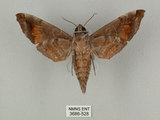中文名:缺角天蛾(3686-528)學名:Acosmeryx castanea Rothschild & Jordan, 1903(3686-528)中文別名:半緣缺角天蛾