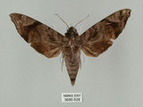中文名:缺角天蛾(3686-528)學名:Acosmeryx castanea Rothschild & Jordan, 1903(3686-528)中文別名:半緣缺角天蛾