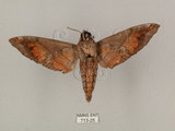 中文名:缺角天蛾(713-25)學名:Acosmeryx castanea Rothschild & Jordan, 1903(713-25)中文別名:半緣缺角天蛾