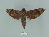 中文名:缺角天蛾(713-25)學名:Acosmeryx castanea Rothschild & Jordan, 1903(713-25)中文別名:半緣缺角天蛾