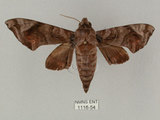 中文名:葡萄缺角天蛾(1116-54)學名:Acosmeryx naga (Moore, 1857)(1116-54)中文別名:全緣缺角天蛾