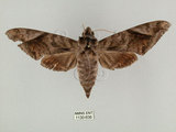 中文名:葡萄缺角天蛾(1130-636)學名:Acosmeryx naga (Moore, 1857)(1130-636)中文別名:全緣缺角天蛾