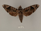 中文名:葡萄缺角天蛾(1131-44)學名:Acosmeryx naga (Moore, 1857)(1131-44)中文別名:全緣缺角天蛾