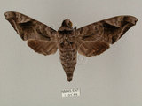 中文名:葡萄缺角天蛾(1131-58)學名:Acosmeryx naga (Moore, 1857)(1131-58)中文別名:全緣缺角天蛾