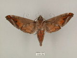 中文名:葡萄缺角天蛾(1131-79)學名:Acosmeryx naga (Moore, 1857)(1131-79)中文別名:全緣缺角天蛾