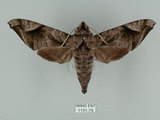 中文名:葡萄缺角天蛾(1131-79)學名:Acosmeryx naga (Moore, 1857)(1131-79)中文別名:全緣缺角天蛾