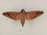 中文名:葡萄缺角天蛾(1131-81)學名:Acosmeryx naga (Moore, 1857)(1131-81)中文別名:全緣缺角天蛾
