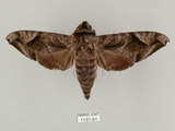 中文名:葡萄缺角天蛾(1131-81)學名:Acosmeryx naga (Moore, 1857)(1131-81)中文別名:全緣缺角天蛾