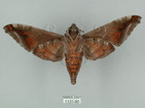 中文名:葡萄缺角天蛾(1131-90)學名:Acosmeryx naga (Moore, 1857)(1131-90)中文別名:全緣缺角天蛾