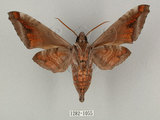 中文名:葡萄缺角天蛾(1282-1055)學名:Acosmeryx naga (Moore, 1857)(1282-1055)中文別名:全緣缺角天蛾