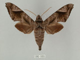 中文名:葡萄缺角天蛾(1282-1055)學名:Acosmeryx naga (Moore, 1857)(1282-1055)中文別名:全緣缺角天蛾