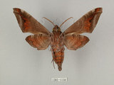 中文名:葡萄缺角天蛾(1282-1058)學名:Acosmeryx naga (Moore, 1857)(1282-1058)中文別名:全緣缺角天蛾