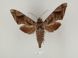 中文名:葡萄缺角天蛾(1282-1058)學名:Acosmeryx naga (Moore, 1857)(1282-1058)中文別名:全緣缺角天蛾
