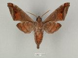中文名:葡萄缺角天蛾(1282-1222)學名:Acosmeryx naga (Moore, 1857)(1282-1222)中文別名:全緣缺角天蛾