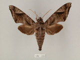 中文名:葡萄缺角天蛾(1282-1229)學名:Acosmeryx naga (Moore, 1857)(1282-1229)中文別名:全緣缺角天蛾