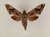 中文名:葡萄缺角天蛾(1282-2460)學名:Acosmeryx naga (Moore, 1857)(1282-2460)中文別名:全緣缺角天蛾