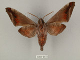 中文名:葡萄缺角天蛾(1282-2472)學名:Acosmeryx naga (Moore, 1857)(1282-2472)中文別名:全緣缺角天蛾