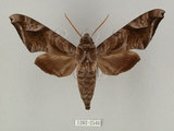中文名:葡萄缺角天蛾(1282-2540)學名:Acosmeryx naga (Moore, 1857)(1282-2540)中文別名:全緣缺角天蛾