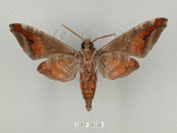 中文名:葡萄缺角天蛾(1282-28538)學名:Acosmeryx naga (Moore, 1857)(1282-28538)中文別名:全緣缺角天蛾