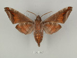 中文名:葡萄缺角天蛾(1282-382)學名:Acosmeryx naga (Moore, 1857)(1282-382)中文別名:全緣缺角天蛾