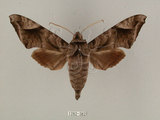 中文名:葡萄缺角天蛾(1282-382)學名:Acosmeryx naga (Moore, 1857)(1282-382)中文別名:全緣缺角天蛾