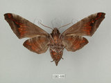 中文名:葡萄缺角天蛾(1282-446)學名:Acosmeryx naga (Moore, 1857)(1282-446)中文別名:全緣缺角天蛾