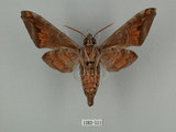 中文名:葡萄缺角天蛾(1282-511)學名:Acosmeryx naga (Moore, 1857)(1282-511)中文別名:全緣缺角天蛾