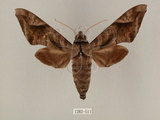 中文名:葡萄缺角天蛾(1282-511)學名:Acosmeryx naga (Moore, 1857)(1282-511)中文別名:全緣缺角天蛾